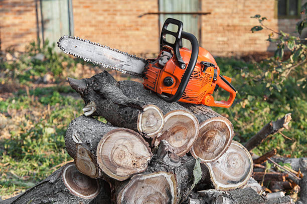 The Steps Involved in Our Tree Care Process in Pinewood Estates, TX